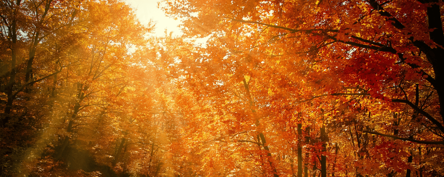 Ein sonnenbeschienener Herbstwald mit Bäumen voller orangefarbener und roter Blätter. Sonnenstrahlen brechen durch das Blätterdach und beleuchten den Pfad, der sich durch den Wald schlängelt.