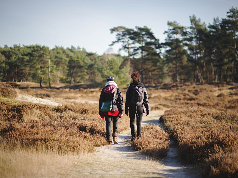 Two people are walking on a narrow sandy path through an open heathland area with low shrubs, surrounded by pine trees under a clear sky.
