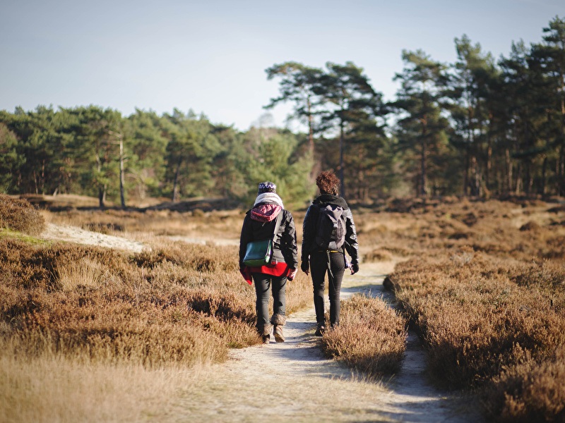 Two people are walking on a narrow sandy path through an open heathland with low shrubs, surrounded by pine trees under a clear sky.